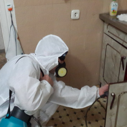Дезинфекция от муравьев в квартире Гражданский проспект метро Спб